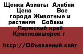 Щенки Азиаты (Алабаи) › Цена ­ 20 000 - Все города Животные и растения » Собаки   . Пермский край,Красновишерск г.